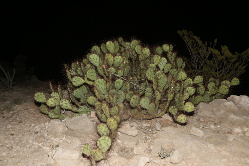 Image of Opuntia spinosibacca by (c) Reid Hardin, some rights reserved (CC BY)