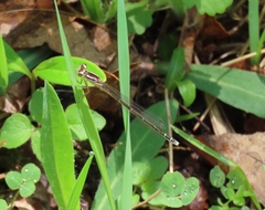 Coenagrion resolutum