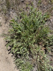 Astragalus douglasii