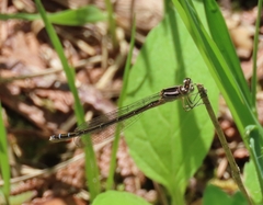 Coenagrion resolutum