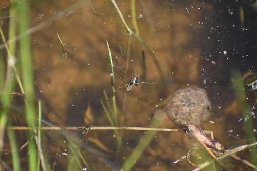 iNaturalist observation photo of Water Striders and Ripple Bugs