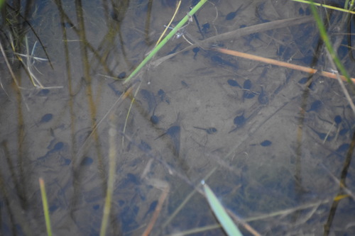 iNaturalist observation photo of Western Toad