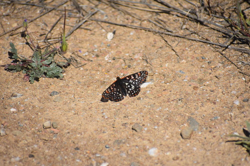 iNaturalist observation photo of Variable Checkerspot