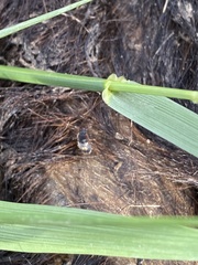 Nitidula flavomaculata