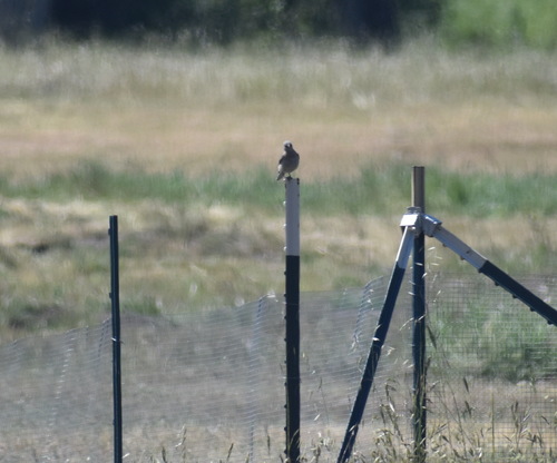 iNaturalist observation photo of Western Bluebird