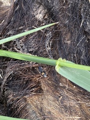 Nitidula flavomaculata