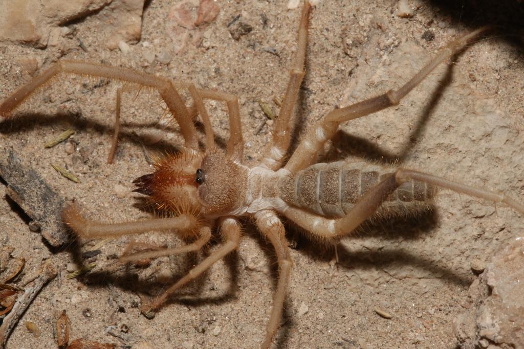 Eremocosta gigasella