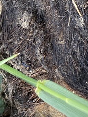 Nitidula flavomaculata