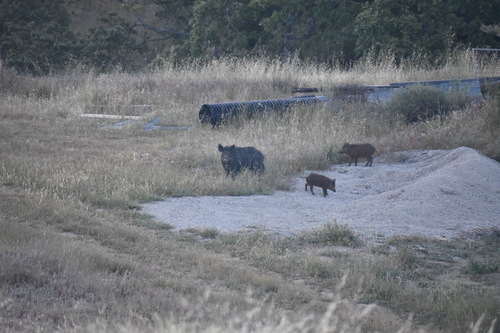 iNaturalist observation photo of Wild Boar