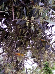 Olea europaea