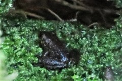 Litoria meiriana