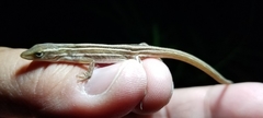 Anolis ophiolepis