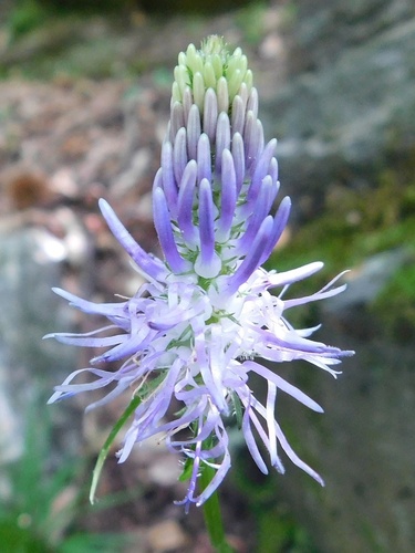 Varpotoji glaudenė nuotrauka