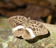 Apectinaria