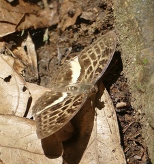Apectinaria