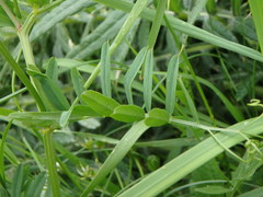 Vicia onobrychioides