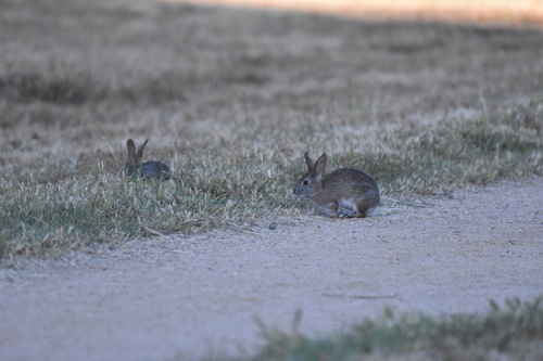 iNaturalist observation photo of Brush Rabbit