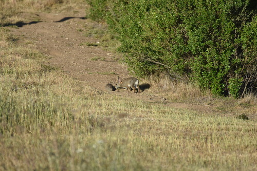 iNaturalist observation photo of Brush Rabbit
