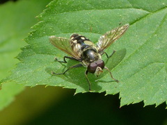 Sericomyia lata