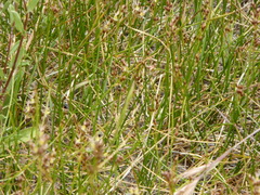 Juncus mexicanus