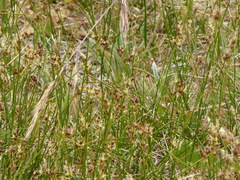 Juncus mexicanus