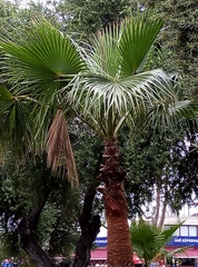 Washingtonia robusta