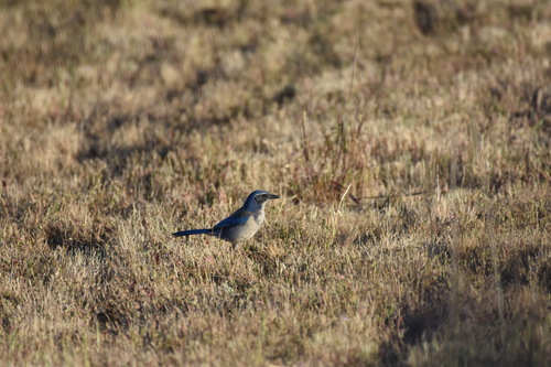 iNaturalist observation photo of California Scrub-Jay