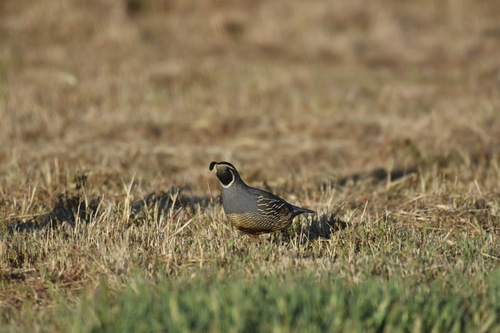 iNaturalist observation photo of California Quail