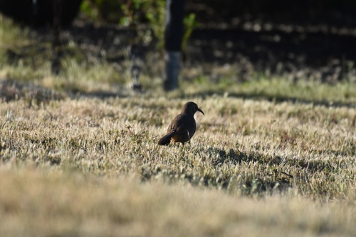 iNaturalist observation photo of California Thrasher