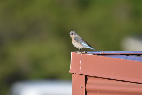 iNaturalist observation photo of Western Bluebird