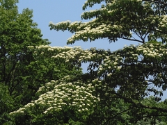Cornus controversa