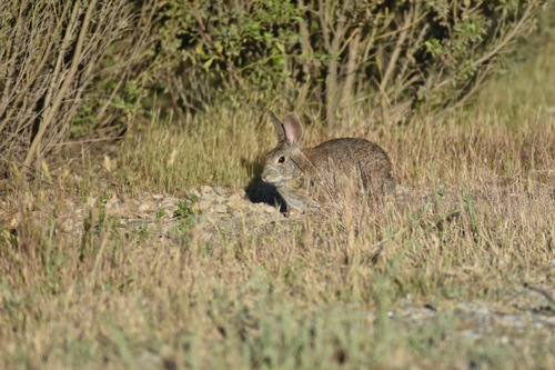 iNaturalist observation photo of Brush Rabbit