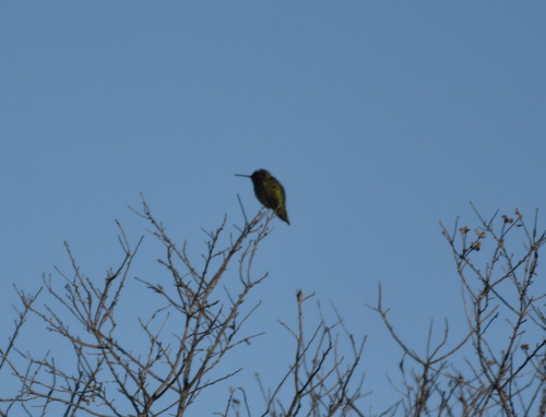 iNaturalist observation photo of Anna's Hummingbird
