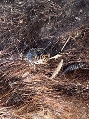 Dermestes marmoratus