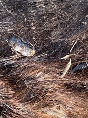 Dermestes marmoratus