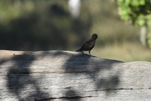 iNaturalist observation photo of European Starling