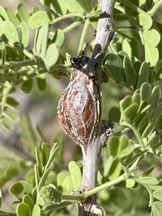 Tanaostigmodes howardii