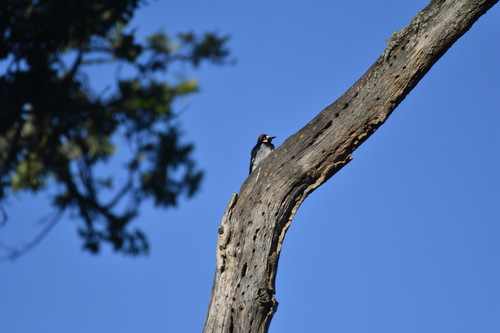 iNaturalist observation photo of Acorn Woodpecker
