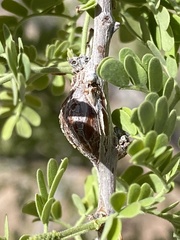 Tanaostigmodes howardii