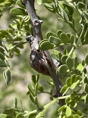 Tanaostigmodes howardii