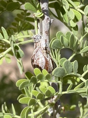 Tanaostigmodes howardii