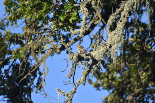 iNaturalist observation photo of Bullock's Oriole
