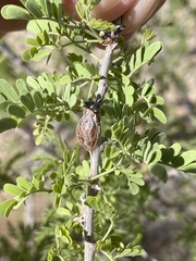 Tanaostigmodes howardii