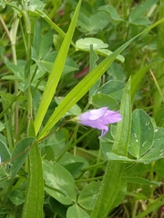 Campanula patula