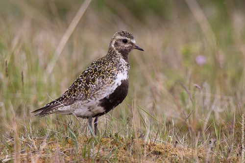 Chorlito dorado europeo (Pluvialis apricaria)