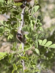 Tanaostigmodes howardii