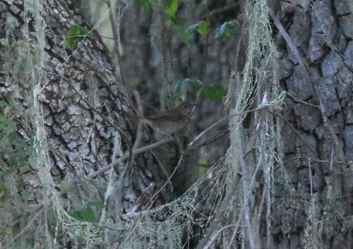 iNaturalist observation photo of Swainson's Thrush