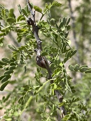 Tanaostigmodes howardii