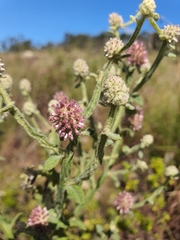 Pterocaulon redolens