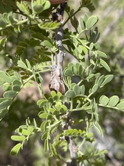 Tanaostigmodes howardii